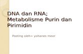 materi tentang Dna,rna,metabolisme purin,pirimidin