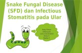 Snake Fungal Disease (SFD) Dan Infectious Stomatitis Pada Ular