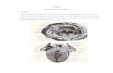 BAB II Tinjauan pustaka anatomi sal cerna atas