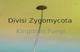 Divisi Zygomycota