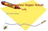Transplantasi  Organ  Tubuh