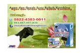 0822-4383-0011 harga susu kambing, jual susu kambing etawa, jual susu kambing murni Aceh