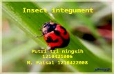 Insect integument
